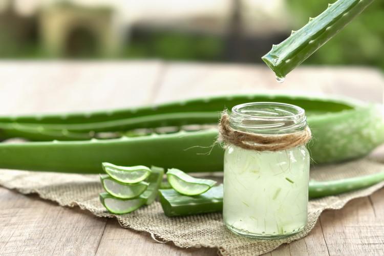 Aloe Vera: benefici e usi di questa pianta grassa | CosComodo
